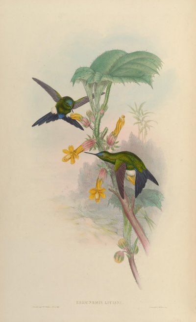 Eriocnemis luciani door John Gould